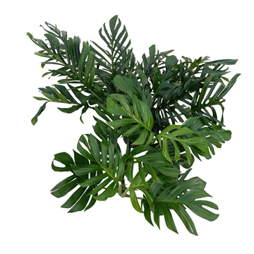 Monstera Pinnatipartita P35