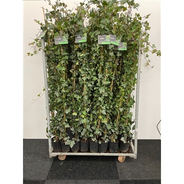 Hedera Hibernica 175/200