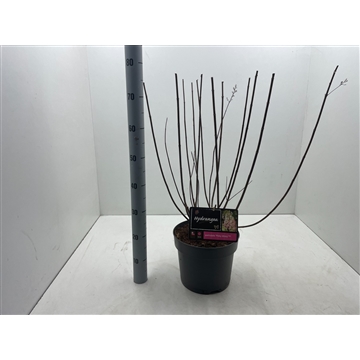 Hydrangea paniculata &#39;Pinky-Winky C7,5