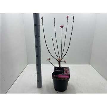 Viburnum bodnantense &#39;Charles Lamont&#39; C5