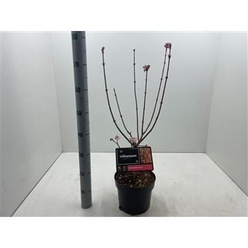 Viburnum bodnantense &#39;Dawn&#39; C5