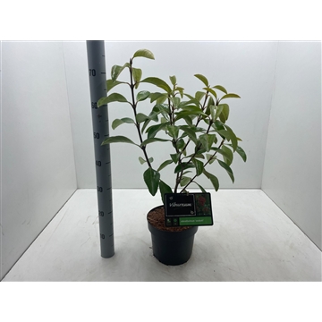 Viburnum odoratissimum &#39;Awabuki&#39; C5