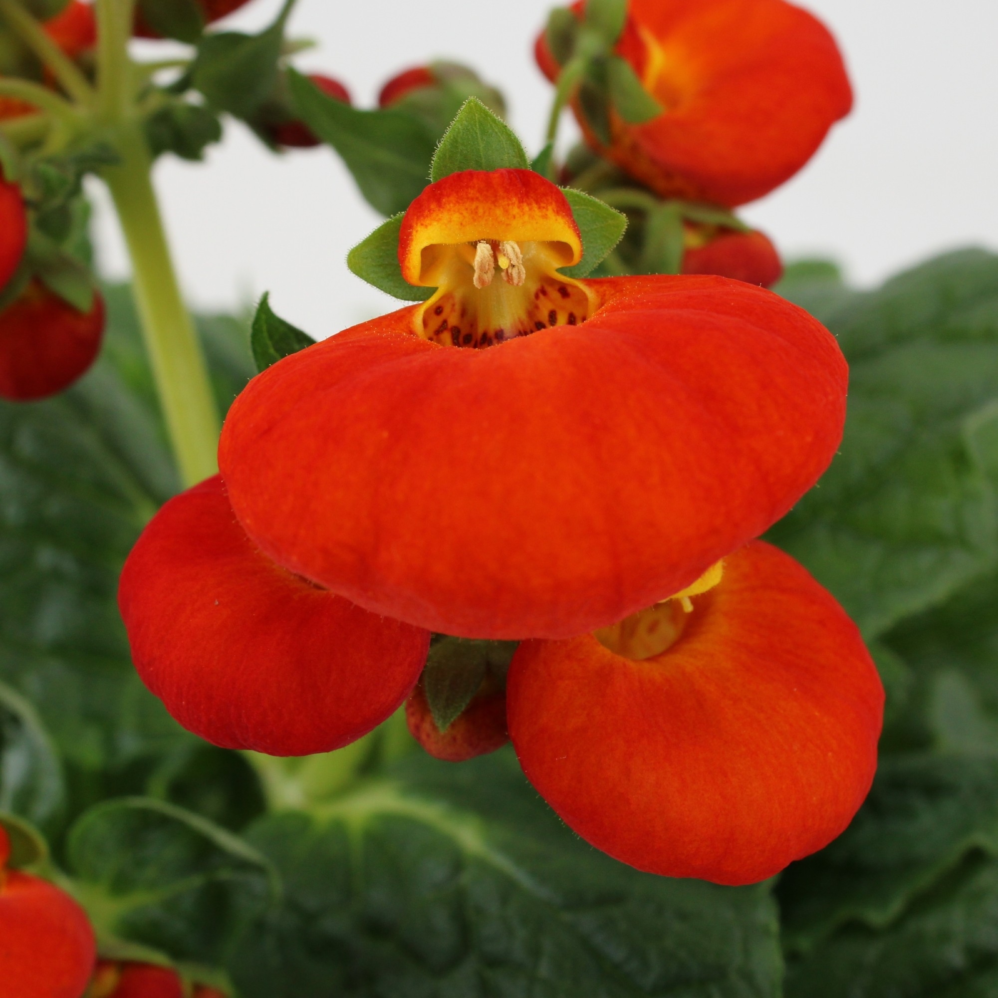 Calynopsis Calceolaria Calynopsis Oranje (Cal15Ora) - FloraXchange