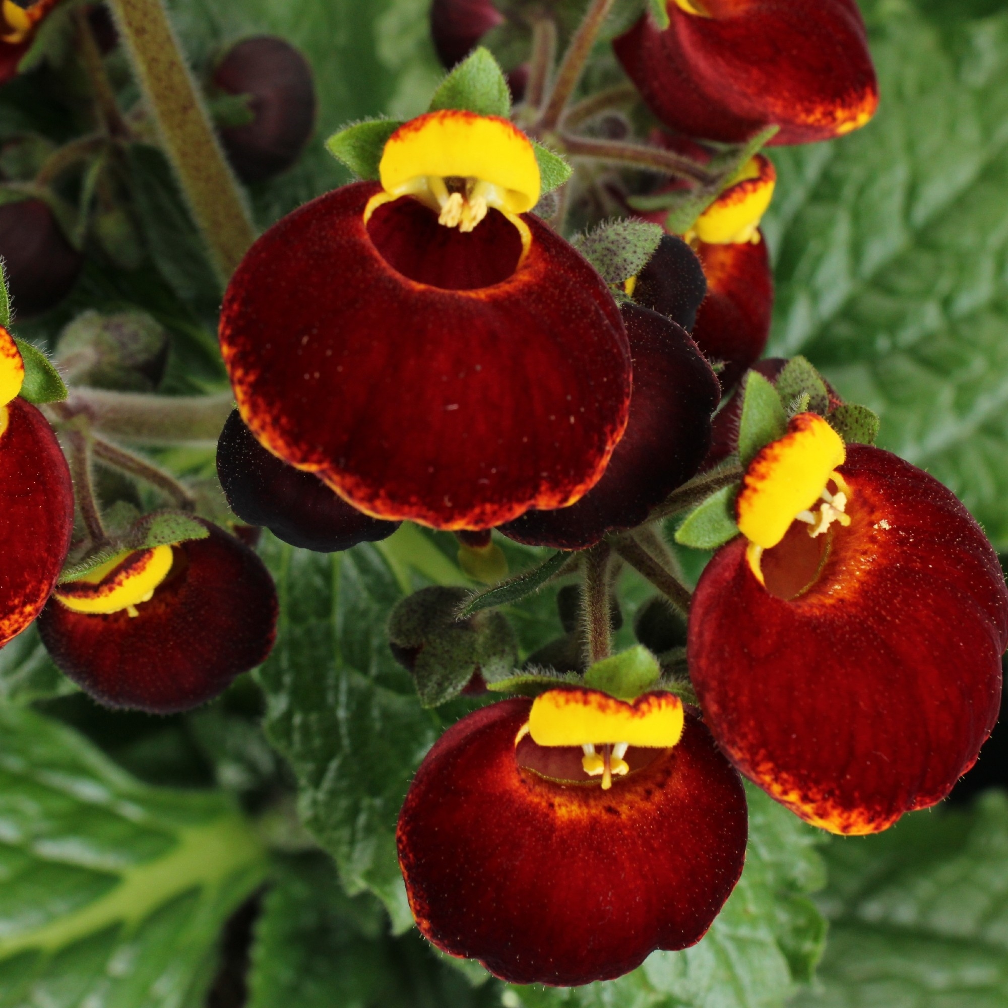 Calynopsis Calceolaria Calynopsis Red-Yellow (Cal15RedYel) - FloraXchange