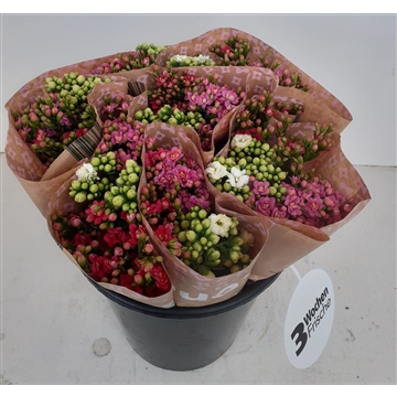 Kalanchoe Gemengd 3 stem