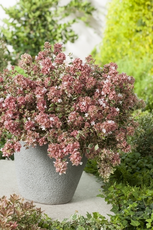 Abelia Magic Daydream (abmad17) - FloraXchange