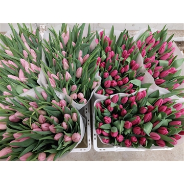 rijp roze