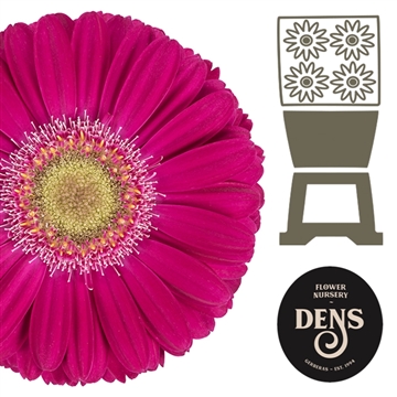 Ge Mi Elvis - Bloemen Dens
