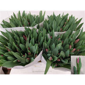 tulpen.nl