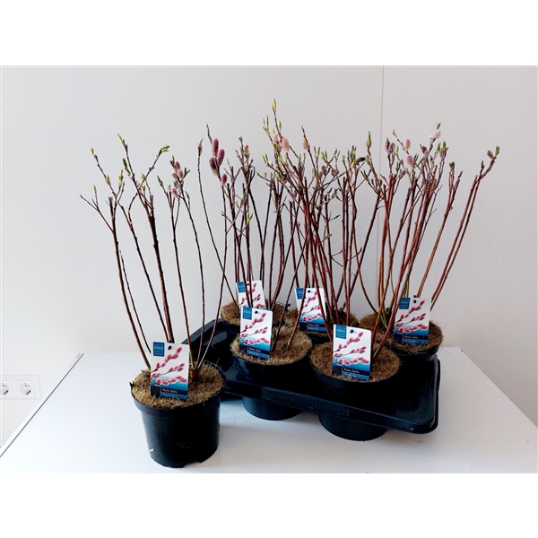 Salix Mount Aso bush p17 (ASOBUSH) - FloraXchange