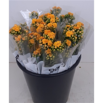 Kalanchoe Blazing Yellow 3 stem