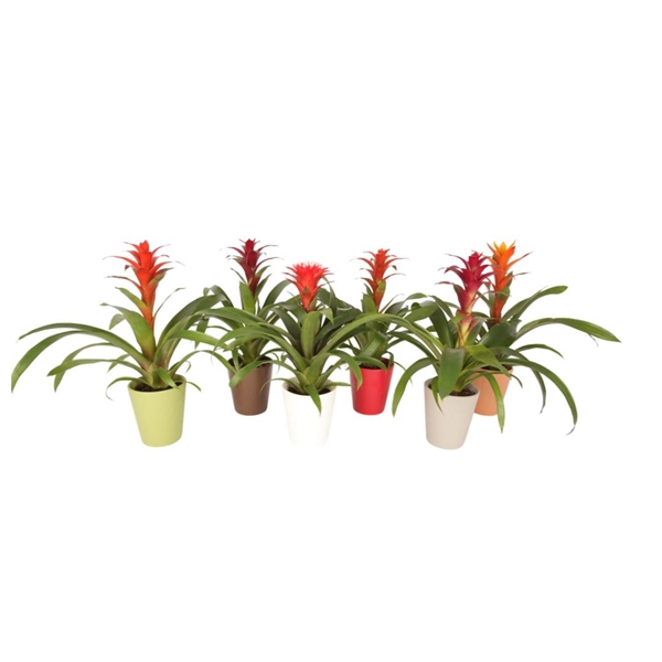 Bromelia kopen? Kleurrijke kamerplant