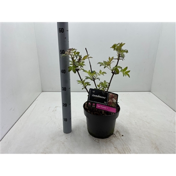 Sambucus nigra ‘Serenade’ C5