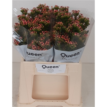 Kalanchoe paradise Pink Meadow