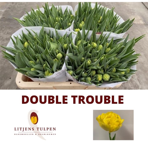Double Trouble ®, Tulip