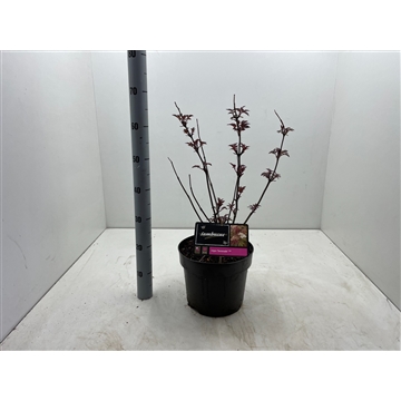 Sambucus nigra &#39;Serenade C7,5