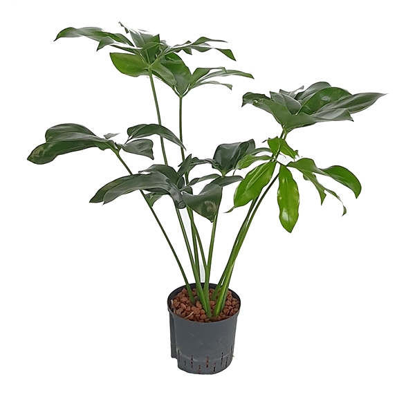 plant stand Outsunny Metal Tall Plant Stand with Trellis and Hanging Bar, Plant Holder for Indoor Outdoor Use, 36