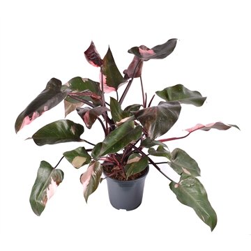 Philodendron Pink Princess P19
