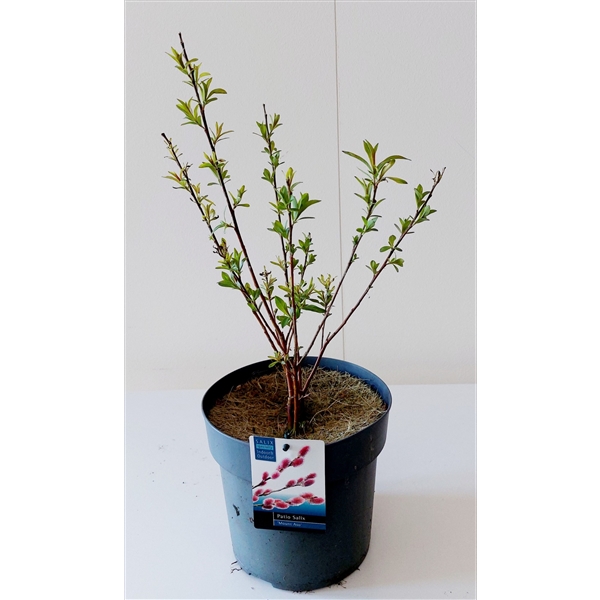 Salix Mount Aso bush p17 (ASOBUSH) - FloraXchange