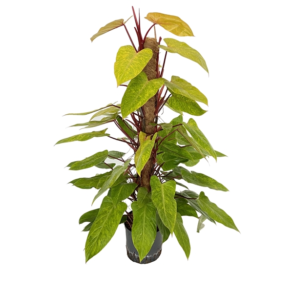 Philodendron medisa (1PHME1202219) - FloraXchange