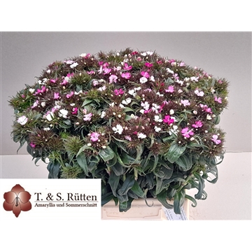Barbarella Appelblossum