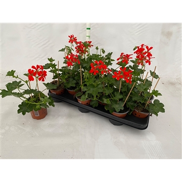 balkon red