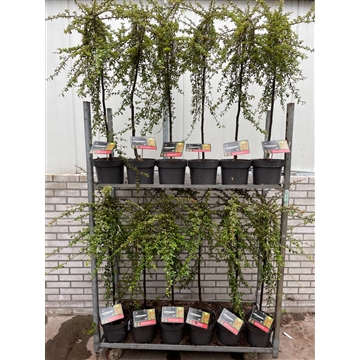 Cotoneaster suecicus &#39;Coral Beauty&#39; C5 Kar