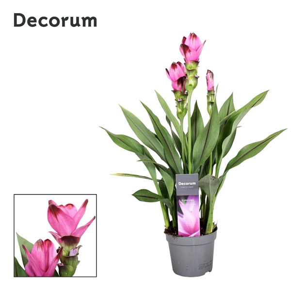 3 Bloem Curcuma Siam Splash 13 Cm DCSPL13 FloraXchange