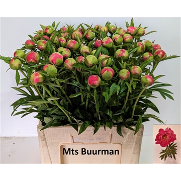 Coral Charm 60 stuks
