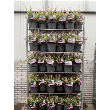 Salix integra &#39;Hakuro-nishiki&#39; C7,5 Kar