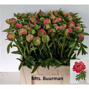 Coral Charm 50 stuks