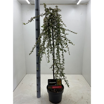 Cotoneaster suecicus &#39;Coral beauty&#39; C5