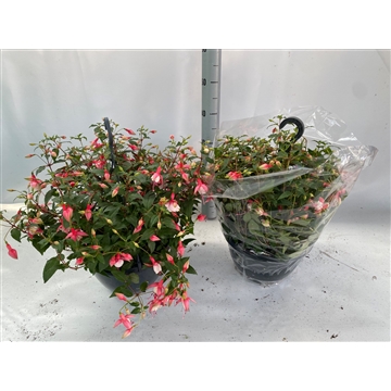 fuchsia swingtime