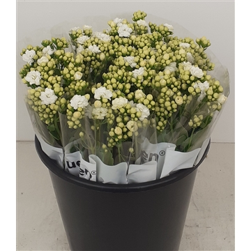 Kalanchoe Crystal White Meadow