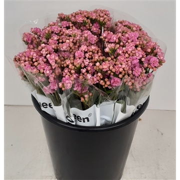 Kalanchoe &#39;Taffy Pink Meadow&#39;