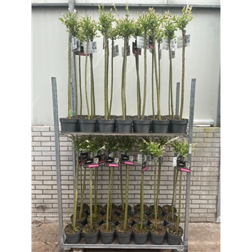 Salix integra &#39;Hakuro-nishiki&#39; C3 Kar