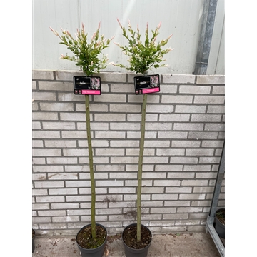 Salix integra &#39;Hakuro-nishiki&#39; 120cm C5