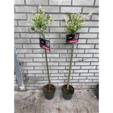 Salix integra &#39;hakuro-nishiki&#39; C3 80cm