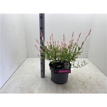 Salix integra &#39;Hakuro-nishiki&#39; struik C7,5