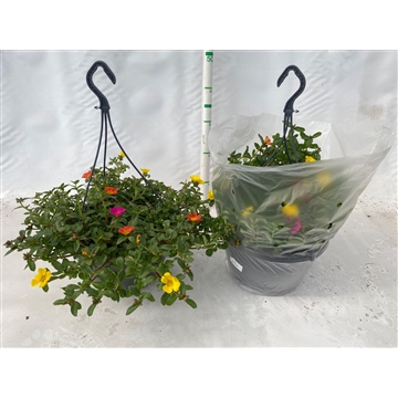 portulaca