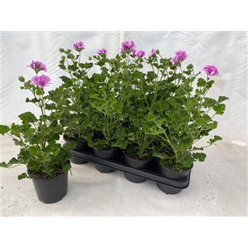 geurgeranium