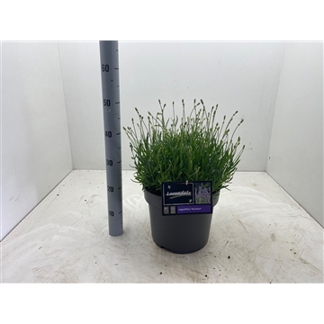Lavandula angustifolia ‘Munstead’ C10