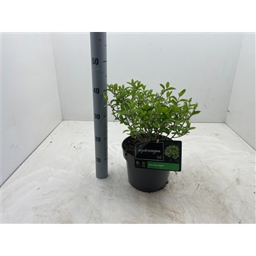 Hydrangea paniculata &#39;Bobo&#39; C5