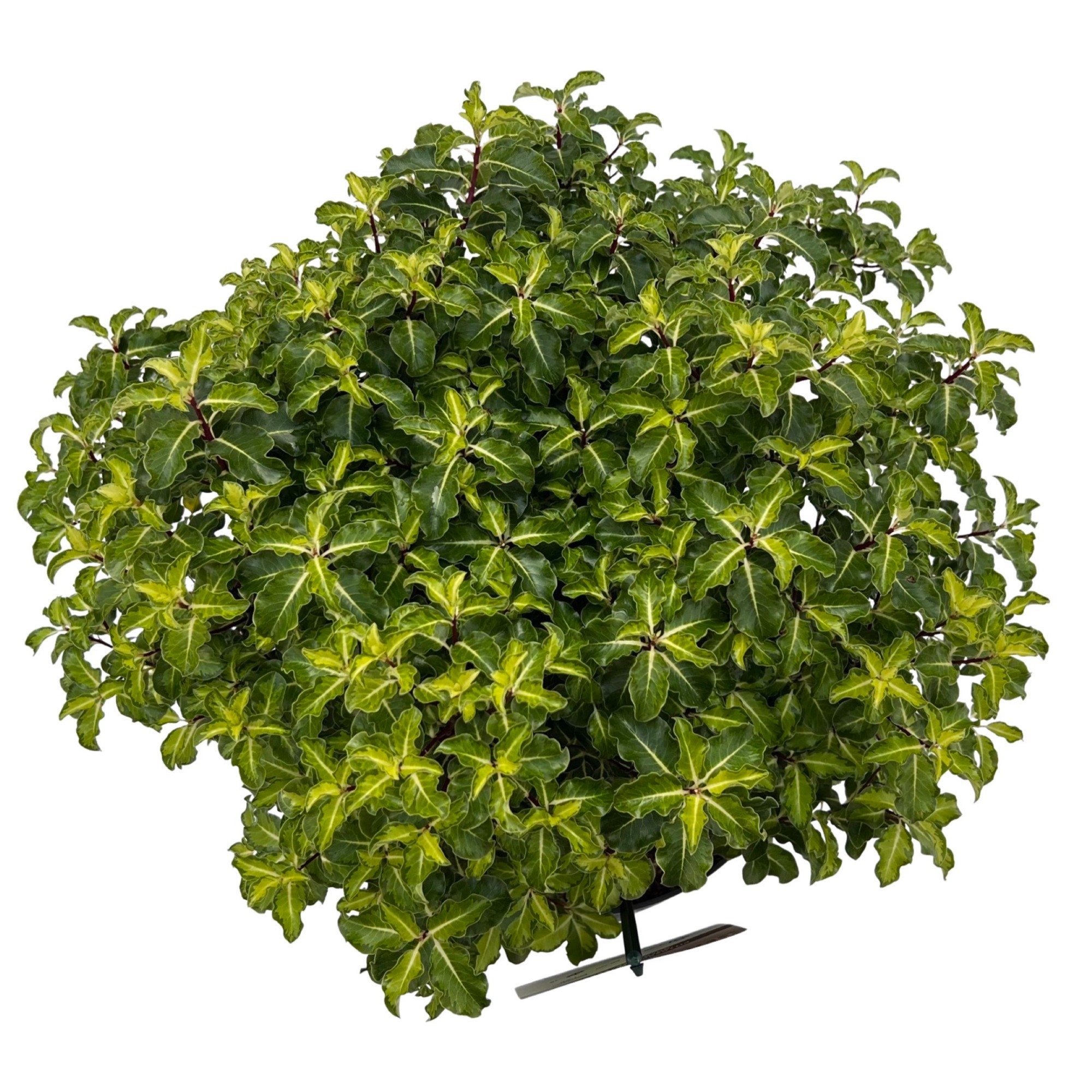 Pittosporum ten. 'Gold Star' sense (pitgol27) - FloraXchange