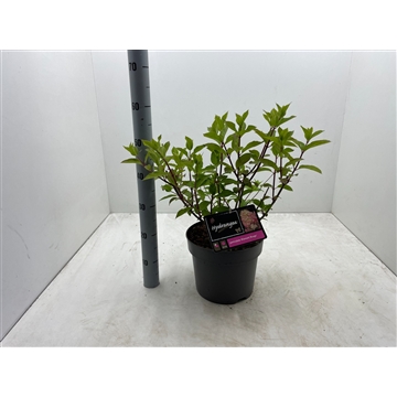 Hydrangea paniculata ‘Diamant Rouge’ C7,5