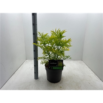 Sambucus nigra ‘Golden Tower’ C7,5
