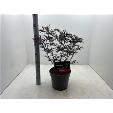 Sambucus nigra &#39;Black Lace&#39; C7,5