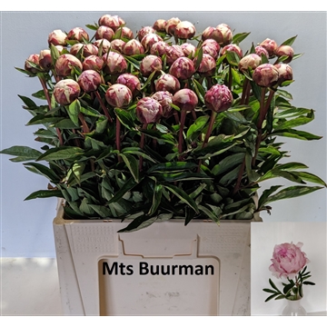 Sarah Bernhardt 50 stuks
