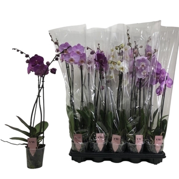 Phalaenopsis 2 tak gemengd 12+