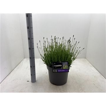 Lavandula angustifolia ‘Hidcote’ C10